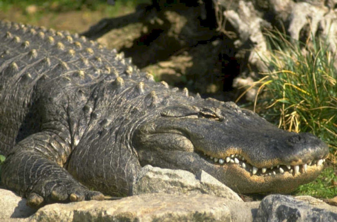alligator rock shadow 1980s 1990s A4 Photo Print