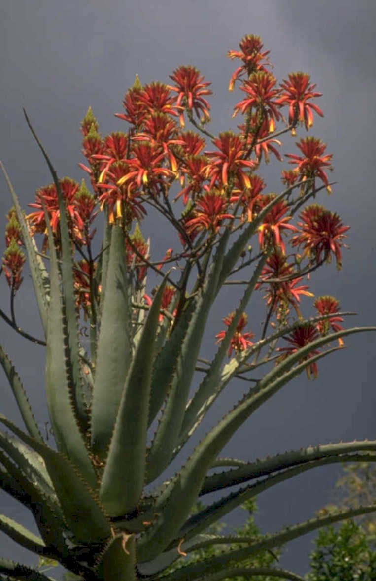 aloe flower bloom 1980s 1990s A4 Photo Print