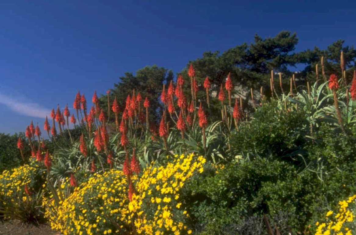 aloes flowers garden 1980s 1990s A4 Photo Print