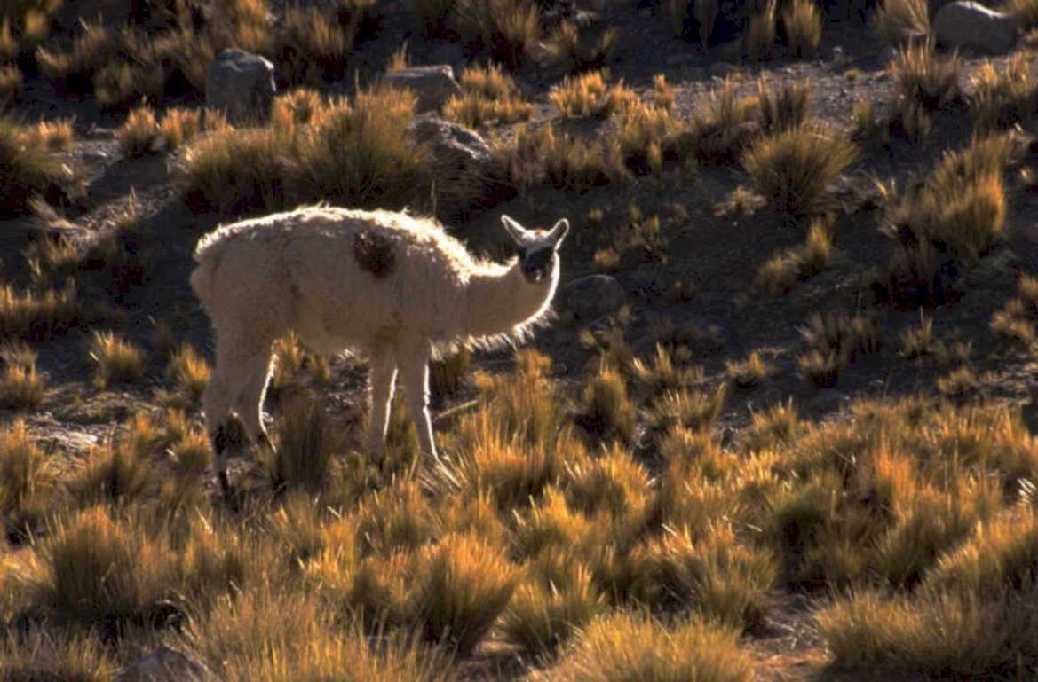 alpaca andes grassland 1980s 1990s A4 Photo Print