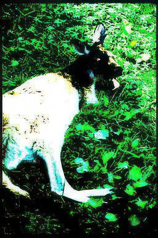 alpine ibex swiss Vintage A4 Photo Print