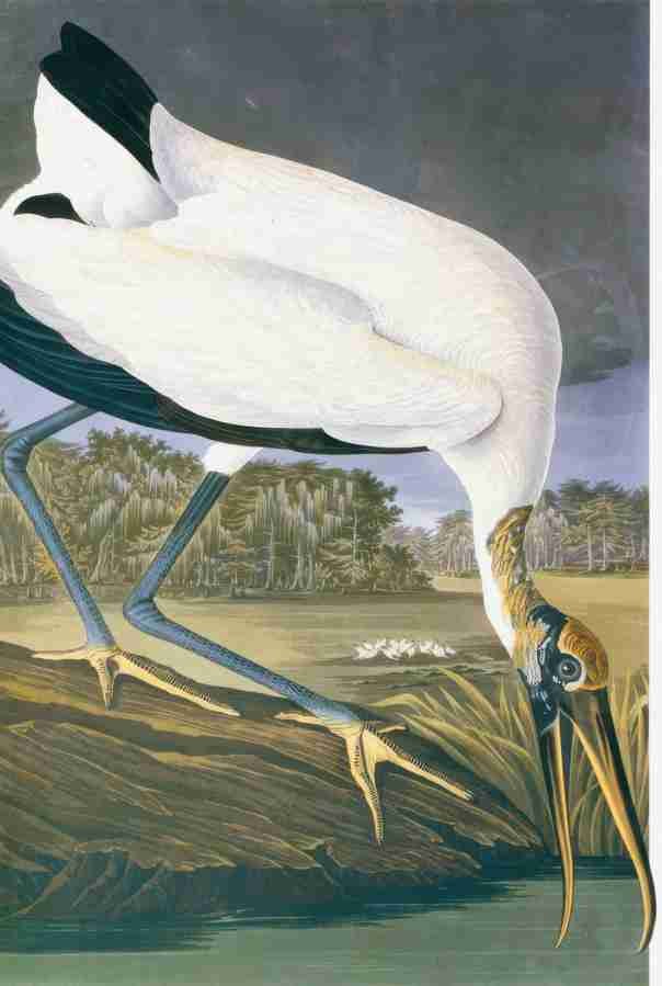am stork Art A4 Photo Print UK