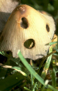 amanita muscaria mushroom Vintage A4 Photo Print