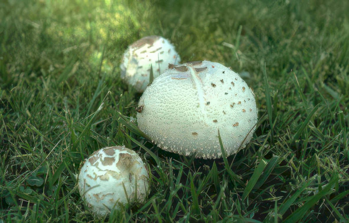 amanita mushrooms grass Vintage A4 Photo Print