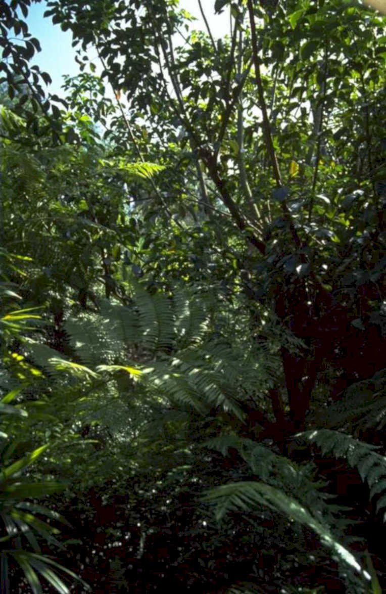 amazon ferns 1980s 1990s A4 Photo Print