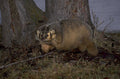 american badger portrait 1980s 1990s A4 Photo Print
