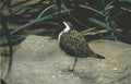 american golden plover Vintage A4 Photo Print