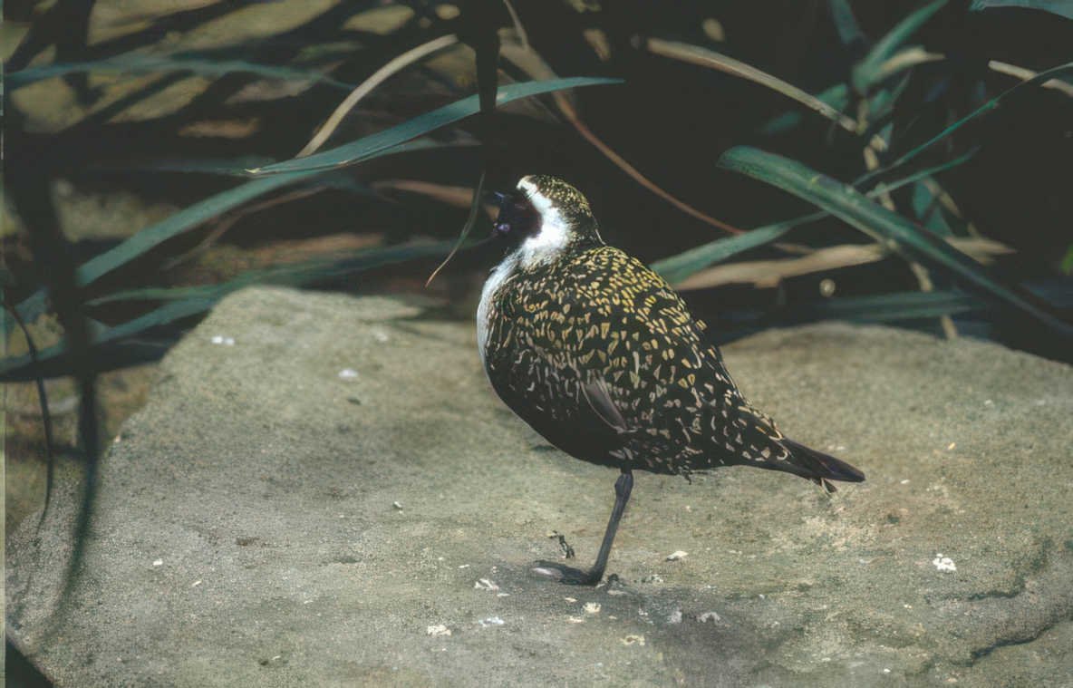 american golden plover Vintage A4 Photo Print