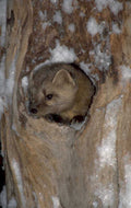 american marten winter 1980s 1990s A4 Photo Print