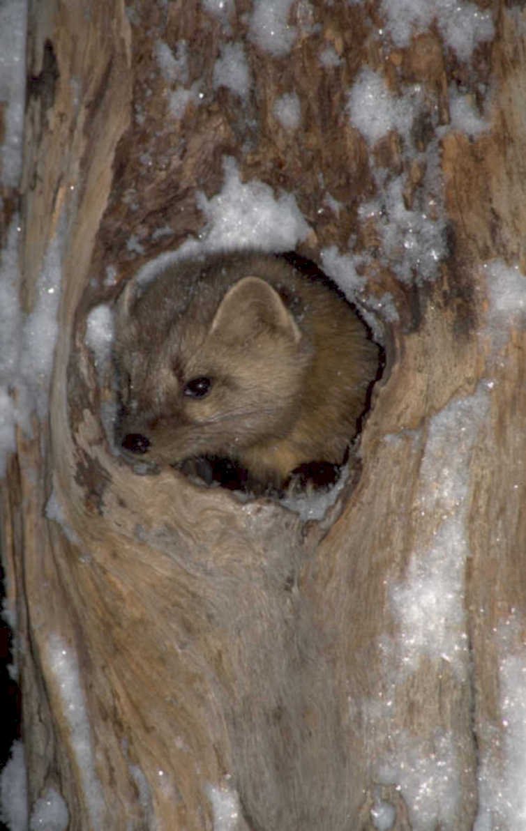 american marten winter 1980s 1990s A4 Photo Print