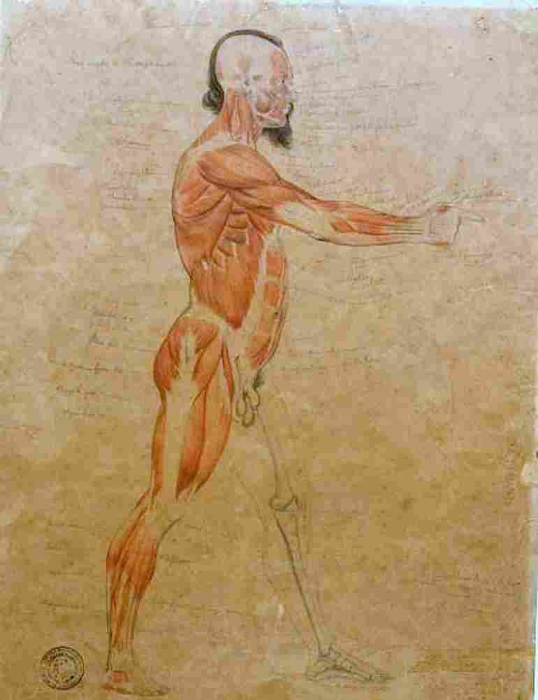 americo anatomical study of osteology and myology Art A4 Photo Print