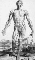 anatomy 2 Art A4 Photo Print