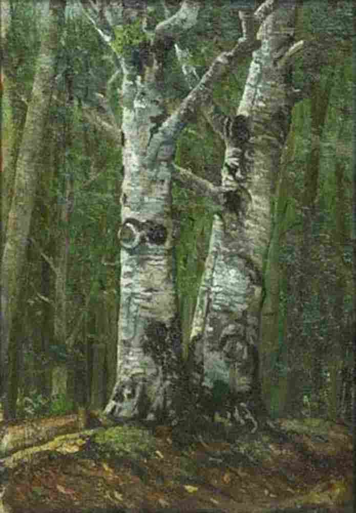 and Summer Beech Forest Art A4 Photo Print
