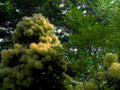 andromeda flowers shrub1980s 1990s A4 Photo Print