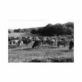 angola humpata swiss cattle direccao dos servicos de economica Vintage A4 Photo Print