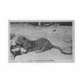 angola leopard trapped carvalho freitas 644 Vintage A4 Photo Print
