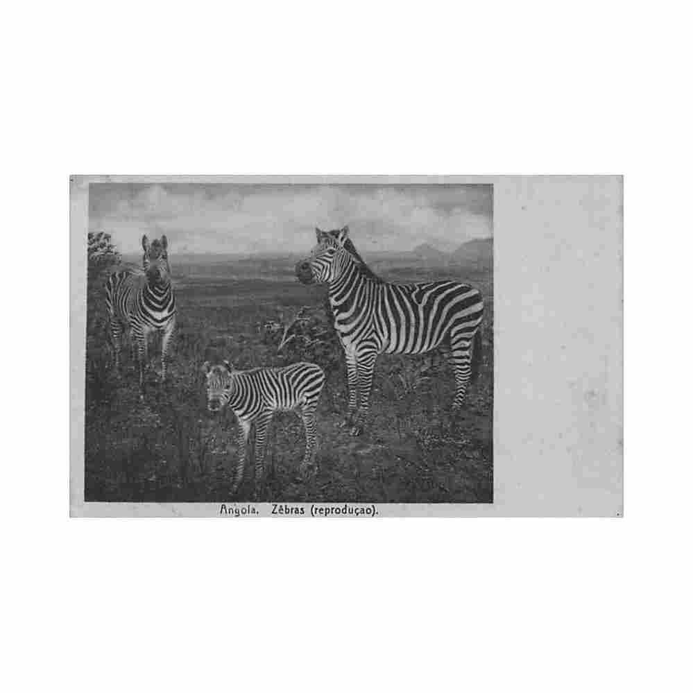 angola zebras carvalho freitas 646 Vintage A4 Photo Print