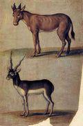 animal1 Art A4 Photo Print