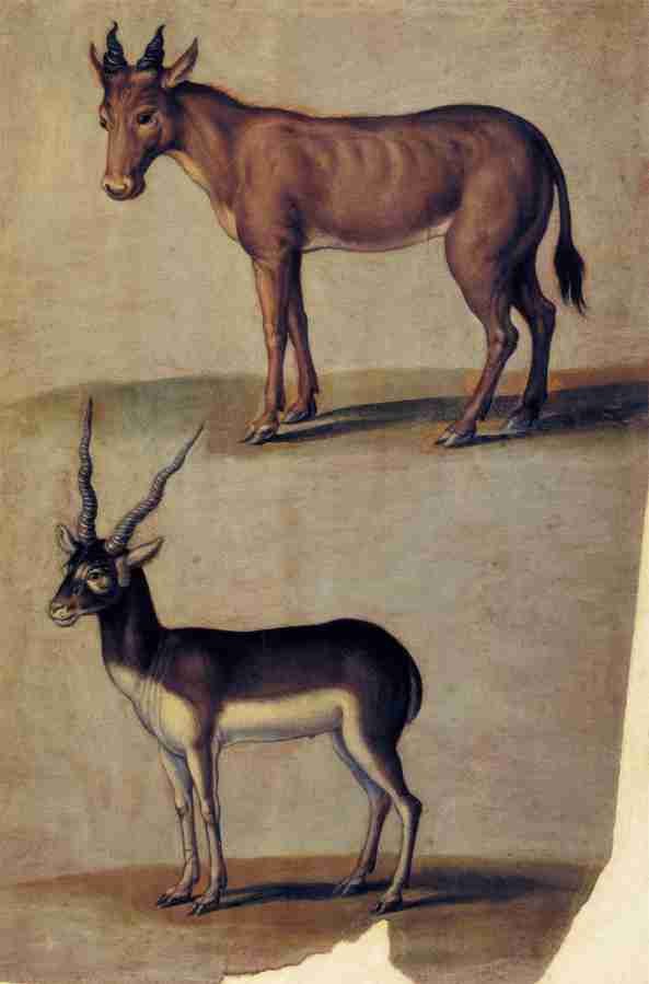 animal1 Art A4 Photo Print