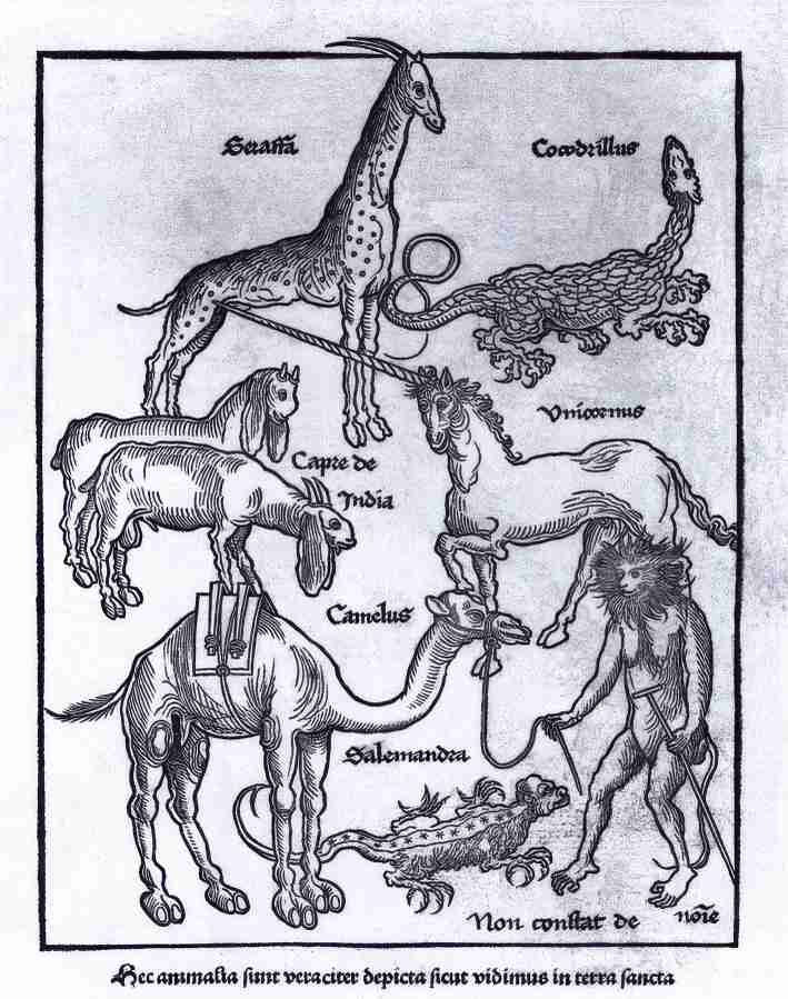 animals 8 Art A4 Photo Print