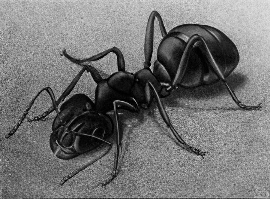 ant mc escher 1943 A4 Photo Print