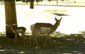 antelope herd texas Vintage A4 Photo Print