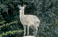 antelope waterbuck rock Vintage A4 Photo Print