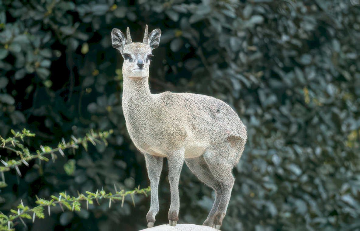 antelope waterbuck rock Vintage A4 Photo Print