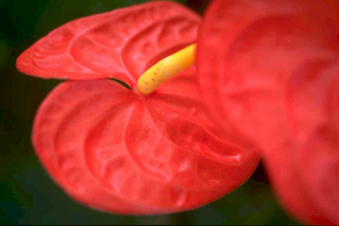 anthurium red detail 1 Tropical Plant 1980s A4 Photo Print
