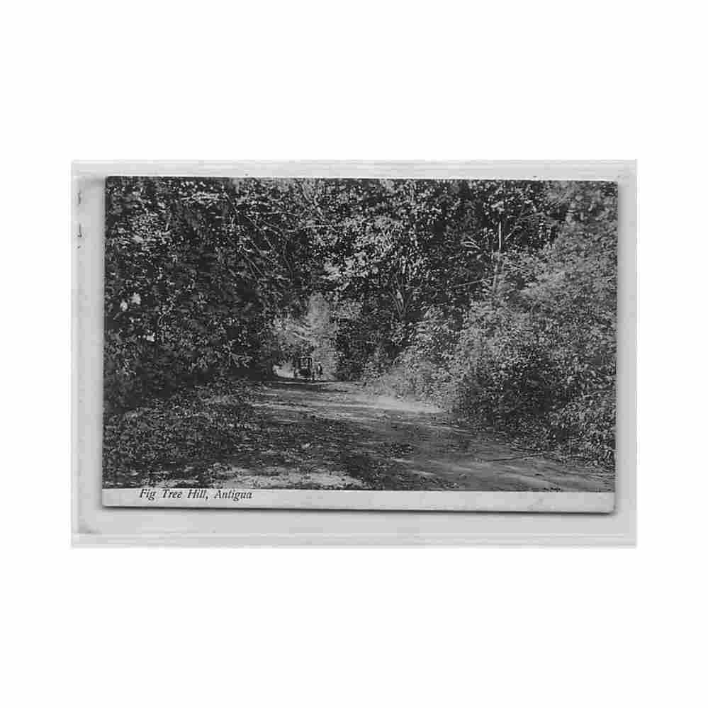 antigua fig tree hill Vintage A4 Photo Print
