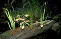 aquarium plants driftwood Vintage A4 Photo Print
