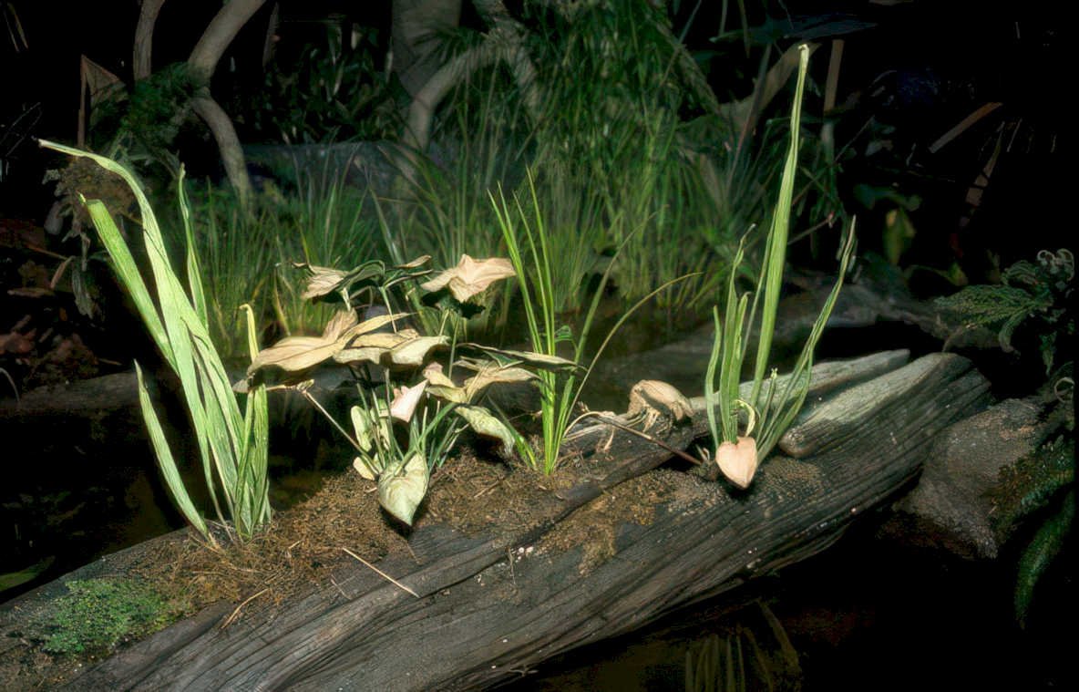 aquarium plants driftwood Vintage A4 Photo Print