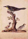 arc Birds 3 Art A4 Photo Print