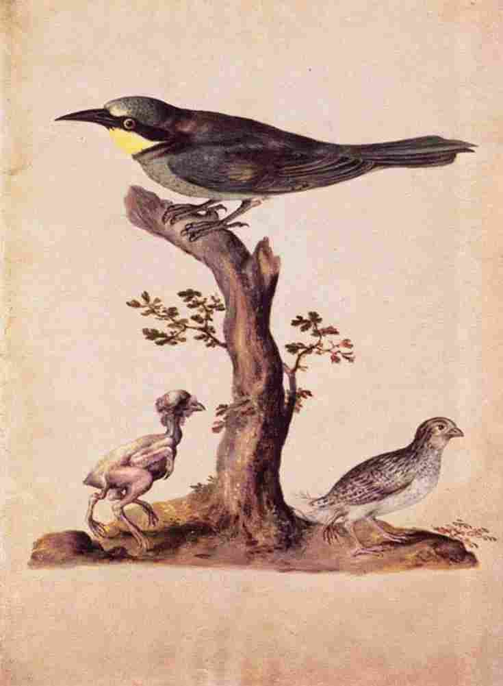 arc Birds 3 Art A4 Photo Print