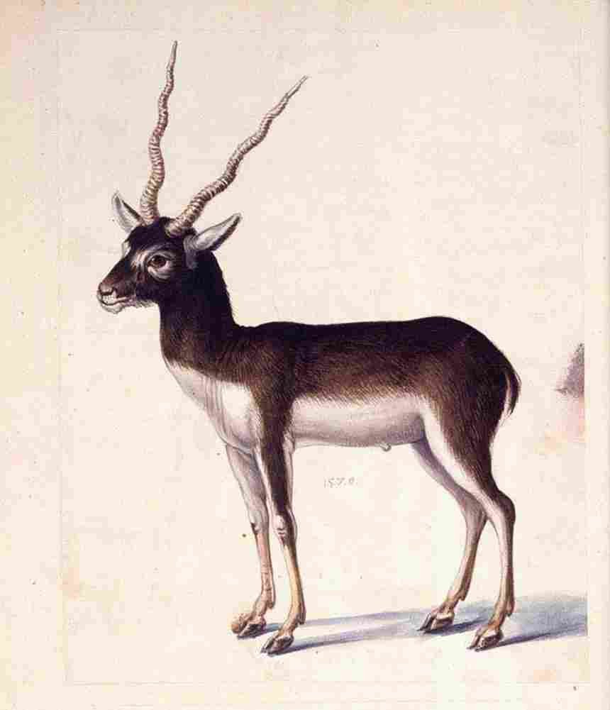 arc Blackbuck Art A4 Photo Print