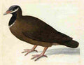 arc Blue Headed Quail Dove Art A4 Photo Print