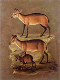 arc Mammals 1 Art A4 Photo Print
