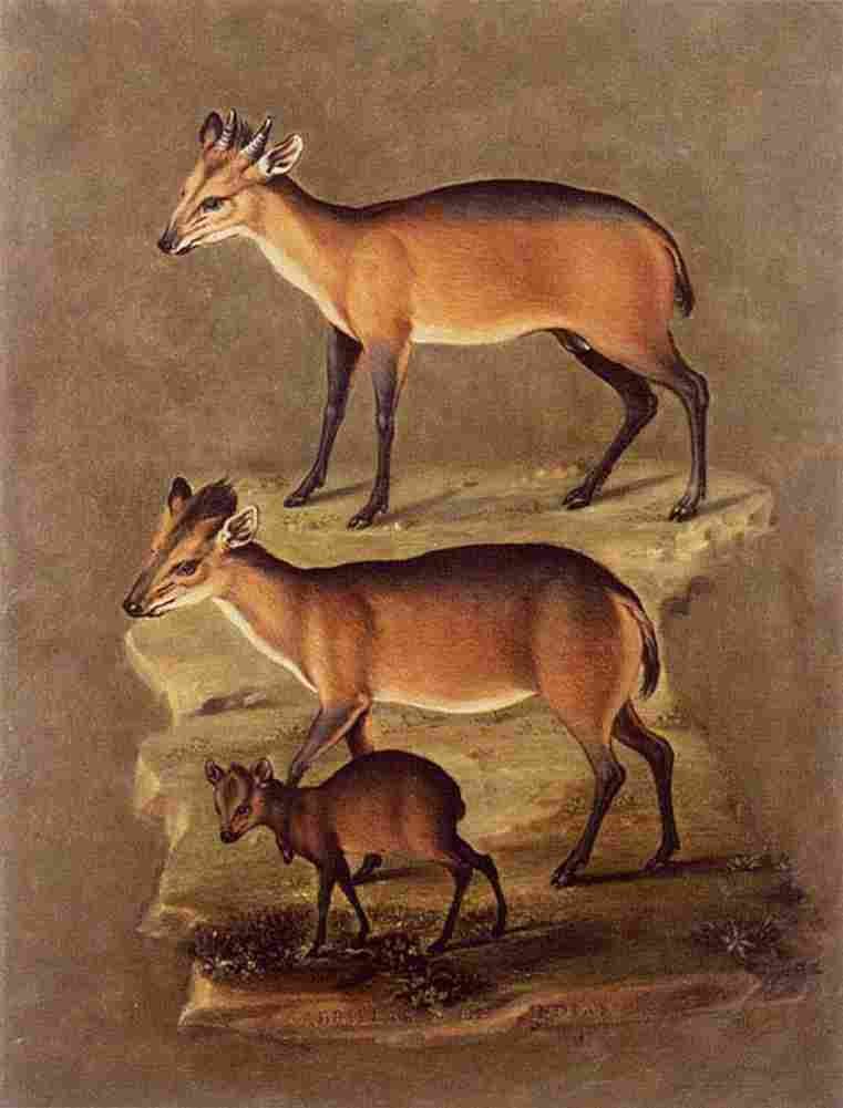 arc Mammals 1 Art A4 Photo Print