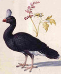 arc Study of a Helmeted Curassow Art A4 Photo Print