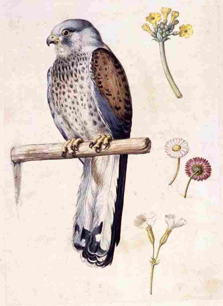 arc Study of a Lesser Kestrel and Flowers Art A4 Photo Print