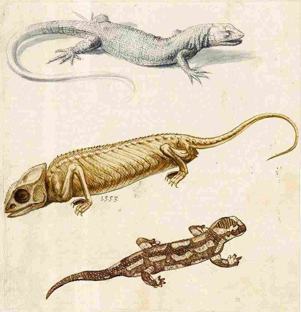 arc Study of a Lizard a Chameleon and a Salamander Art A4 Photo Print