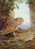 archibald thorburn a barn owl A4 Photo Print