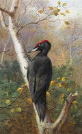 archibald thorburn a black woodpecker in woodland A4 Photo Print