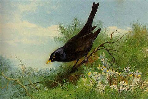 archibald thorburn a blackbird amongst gorse A4 Photo Print