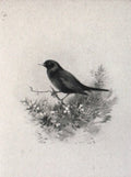 archibald thorburn a blackbird A4 Photo Print