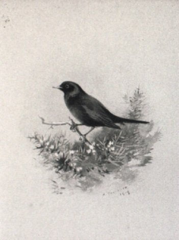 archibald thorburn a blackbird A4 Photo Print