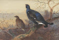 archibald thorburn a blackcock and grey hen perched in the treetops at sunset A4 Photo Print