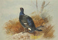 archibald thorburn a blackcock calling from the undergrowth A4 Photo Print
