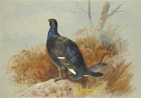 archibald thorburn a blackcock calling from the undergrowth A4 Photo Print