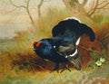 archibald thorburn a blackcock in a woodland clearing A4 Photo Print